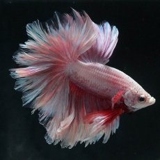 画像1: HM　ファンシー　フェザーテール (1)