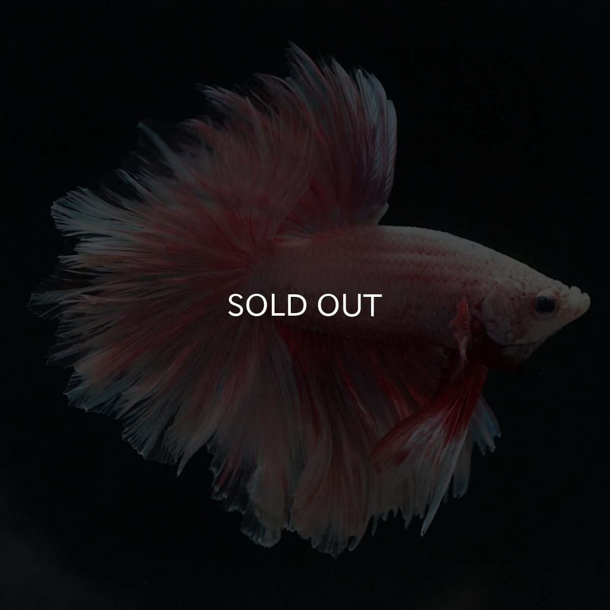 画像8: HM　ファンシー　フェザーテール (8)