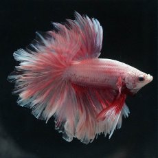 画像8: HM　ファンシー　フェザーテール (8)