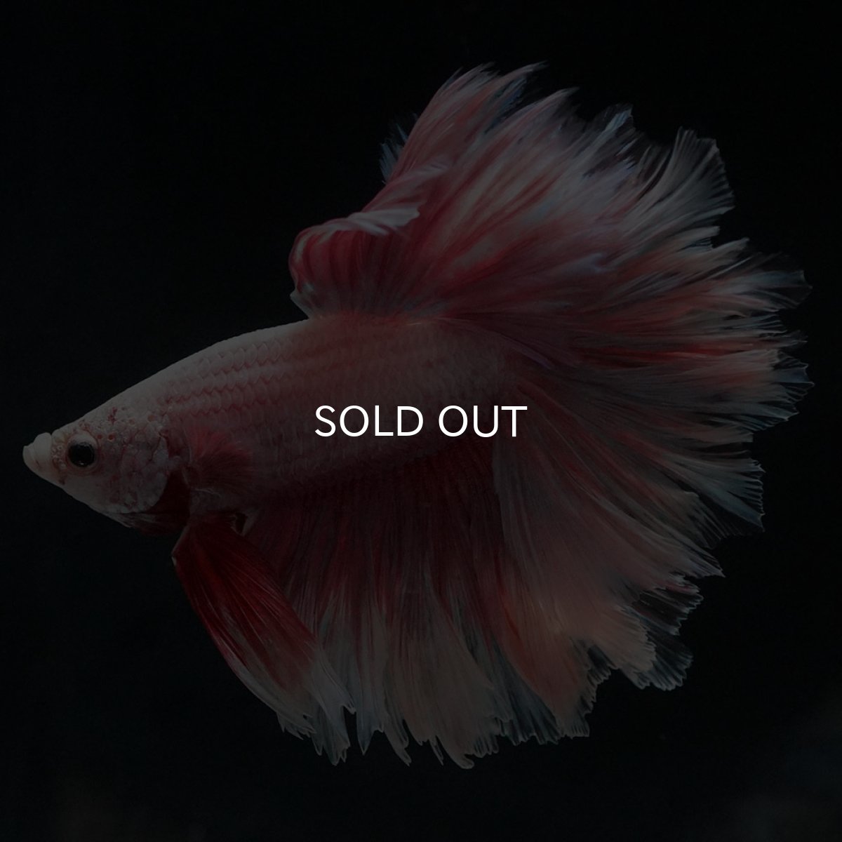 画像9: HM　ファンシー　フェザーテール (9)