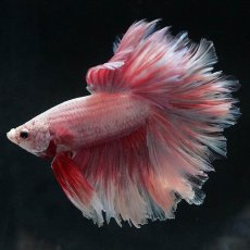 画像9: HM　ファンシー　フェザーテール (9)