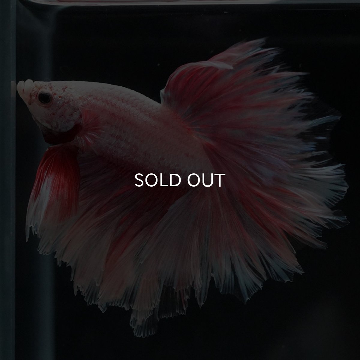 画像5: HM　ファンシー　フェザーテール (5)