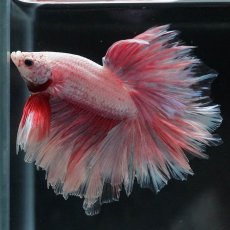 画像5: HM　ファンシー　フェザーテール (5)