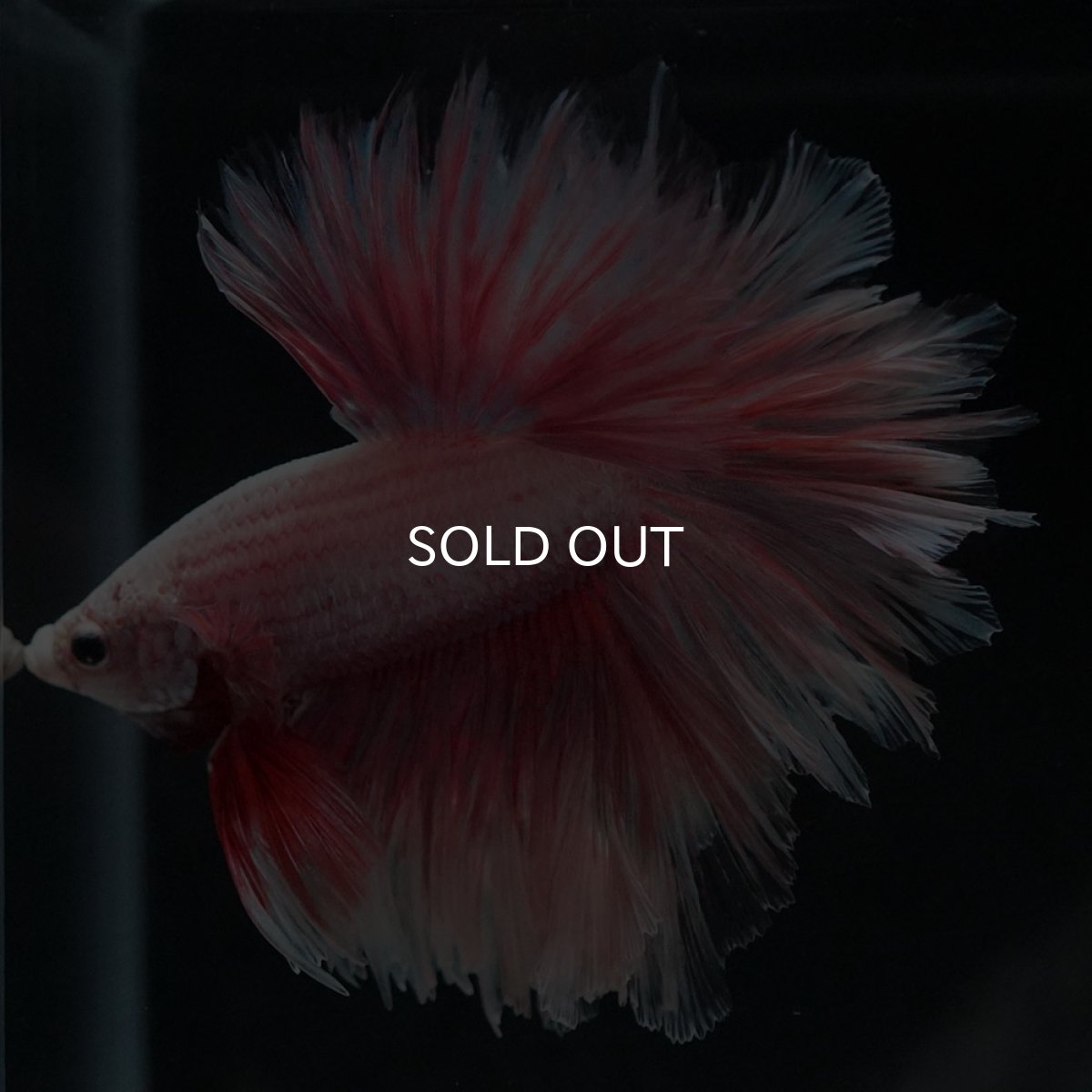 画像7: HM　ファンシー　フェザーテール (7)