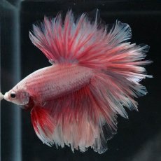 画像7: HM　ファンシー　フェザーテール (7)