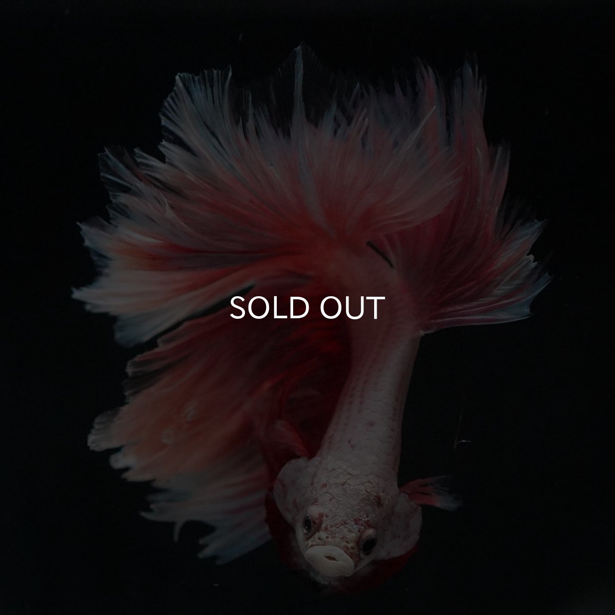 画像6: HM　ファンシー　フェザーテール (6)