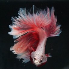 画像6: HM　ファンシー　フェザーテール (6)