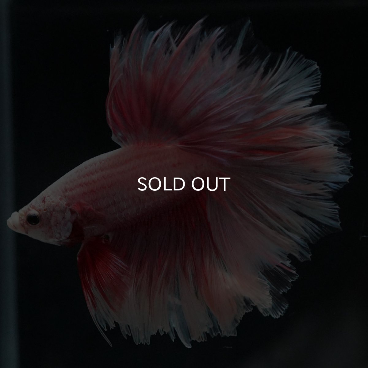 画像3: HM　ファンシー　フェザーテール (3)