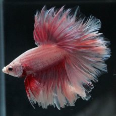 画像3: HM　ファンシー　フェザーテール (3)