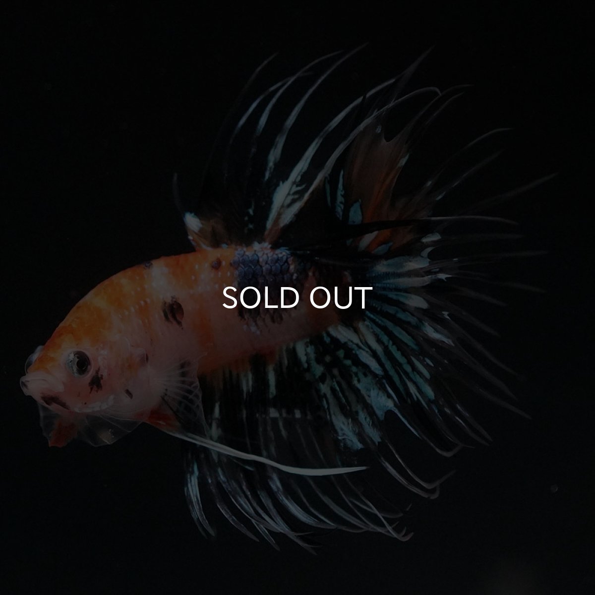 画像9: CT　オレンジファンシー (9)