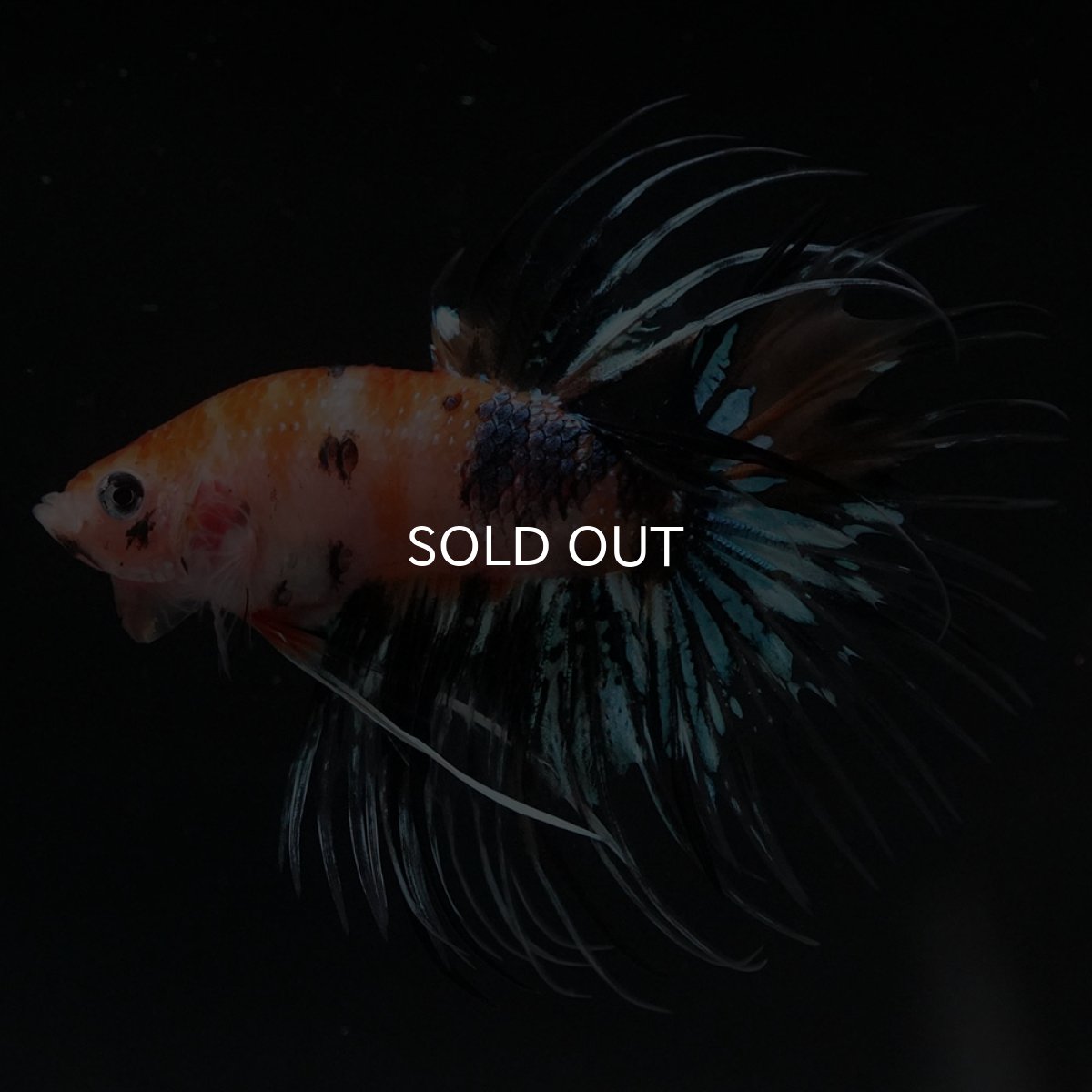 画像3: CT　オレンジファンシー (3)