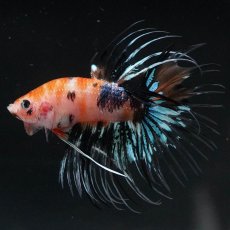 画像3: CT　オレンジファンシー (3)