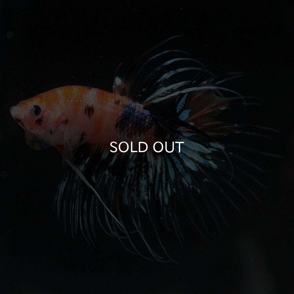 画像6: CT　オレンジファンシー (6)