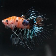 画像6: CT　オレンジファンシー (6)