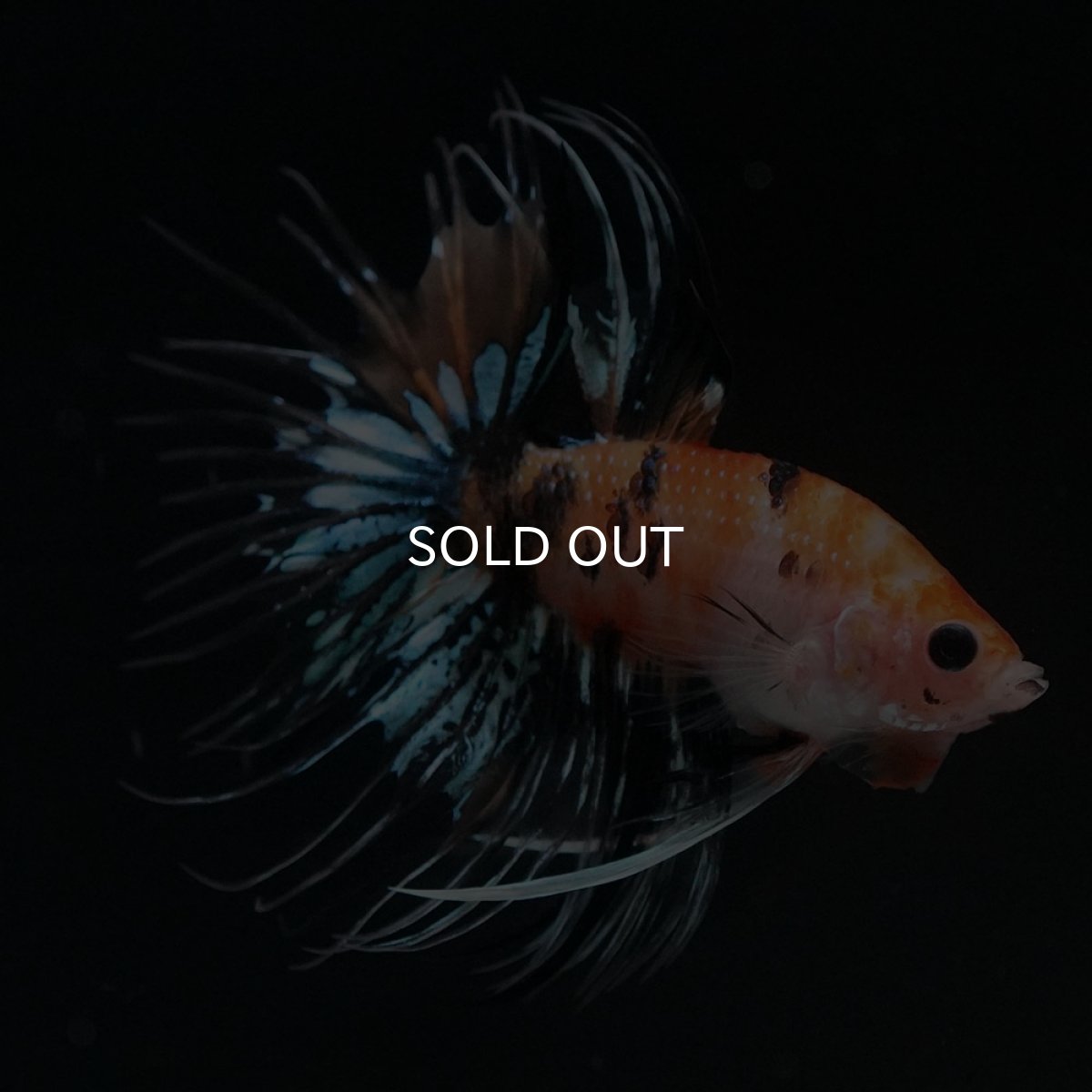 画像8: CT　オレンジファンシー (8)