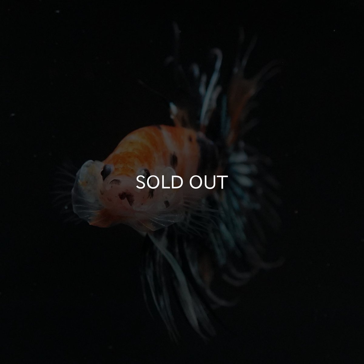 画像2: CT　オレンジファンシー (2)