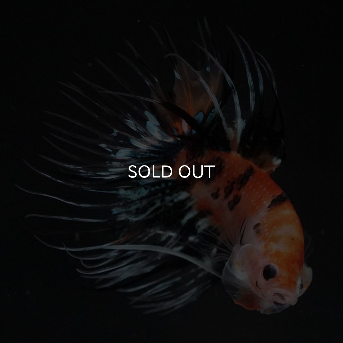 画像7: CT　オレンジファンシー (7)