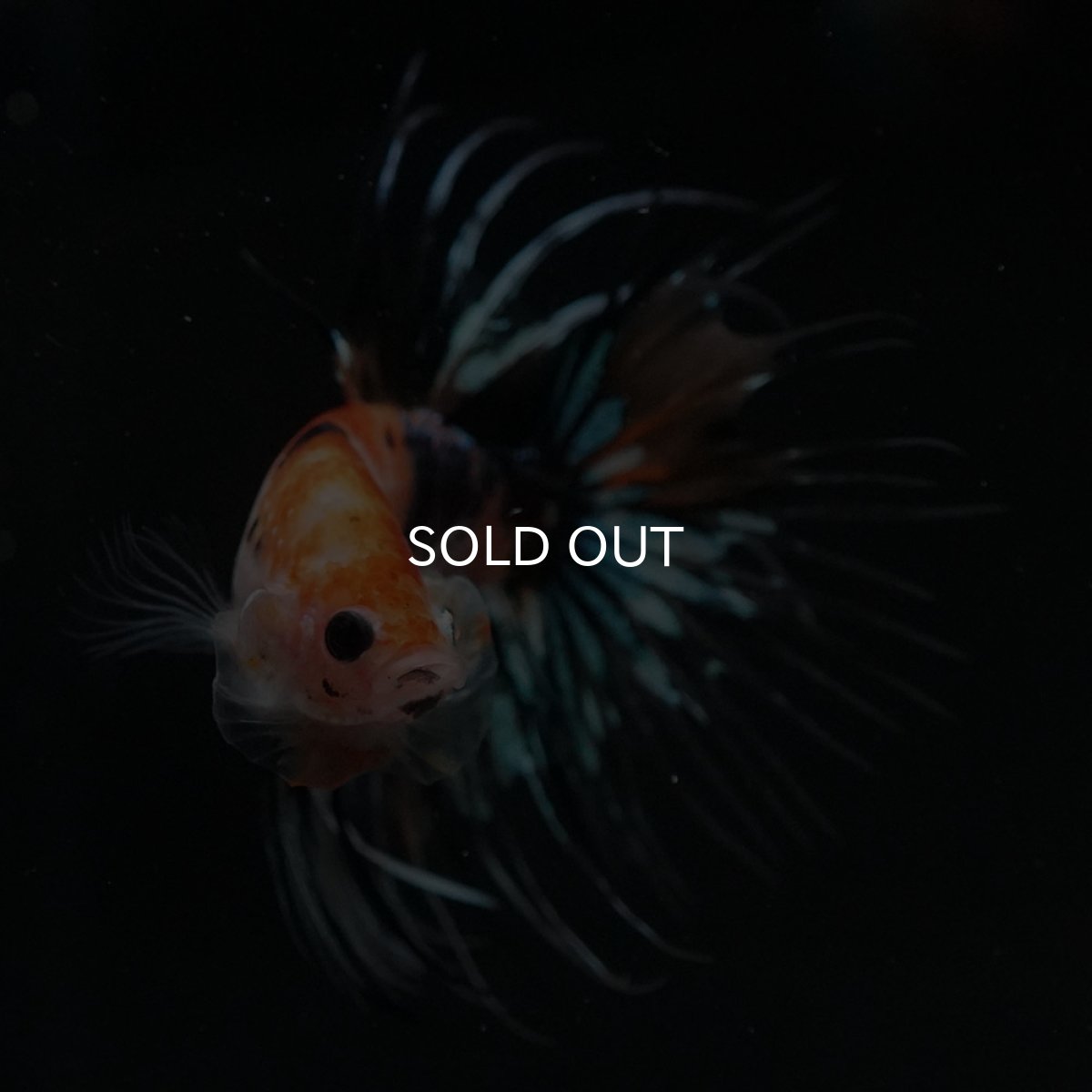 画像5: CT　オレンジファンシー (5)