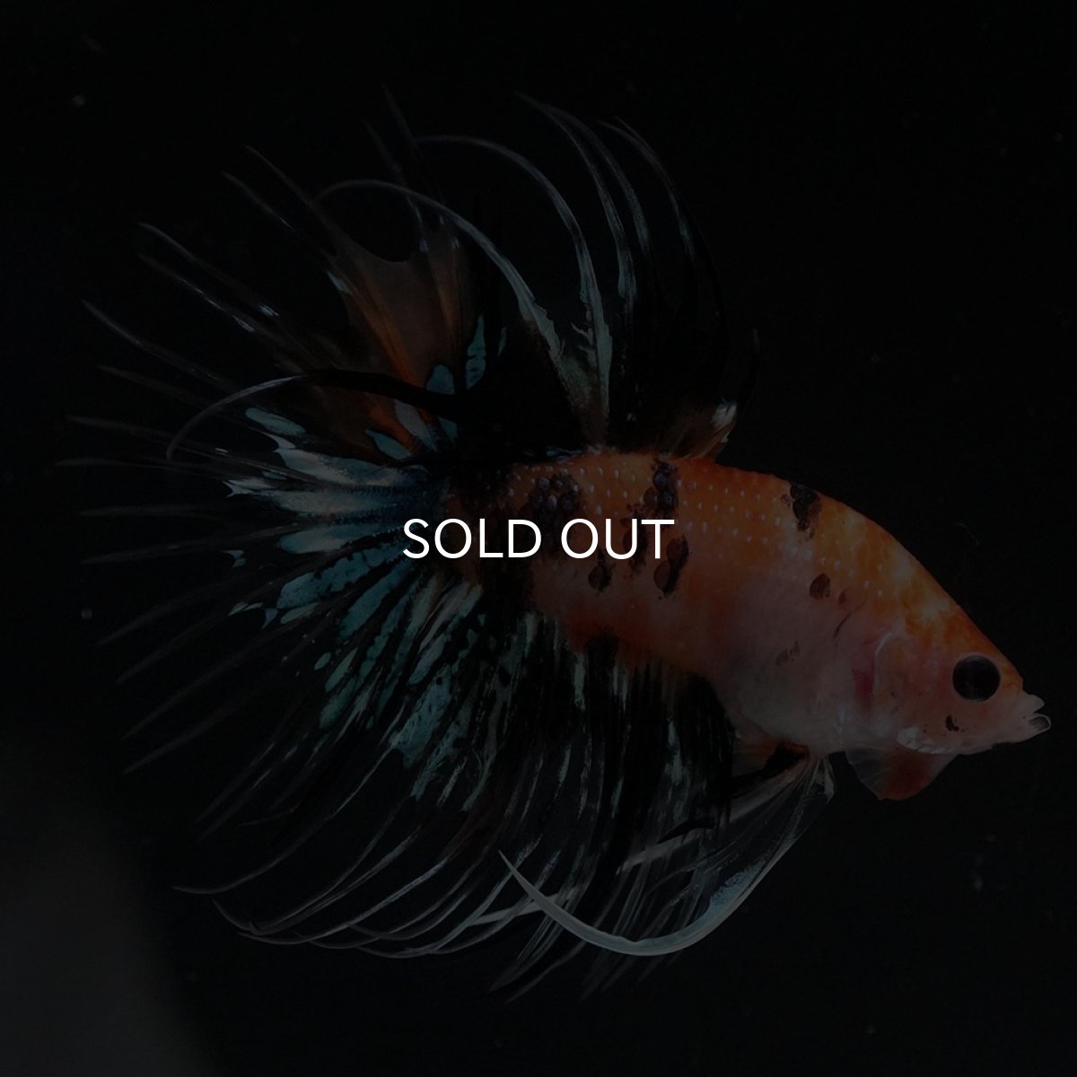 画像1: CT　オレンジファンシー (1)