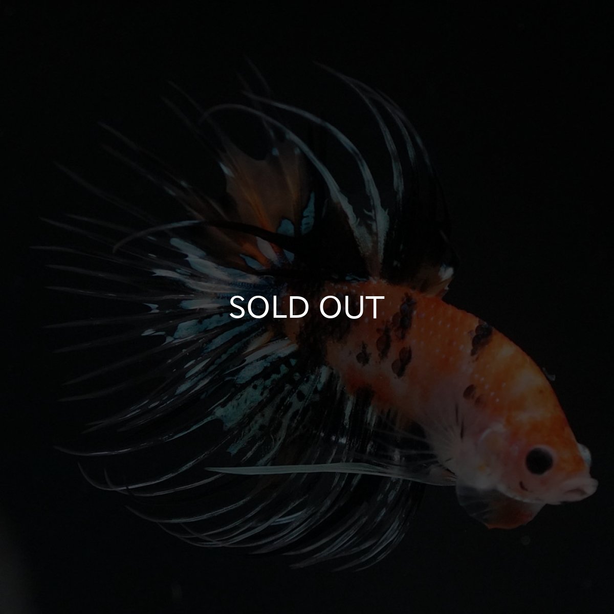 画像4: CT　オレンジファンシー (4)