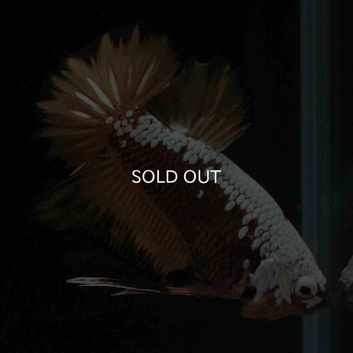 画像6: HMPK　イエローサムライ (6)