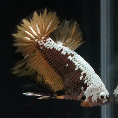 画像6: HMPK　イエローサムライ (6)