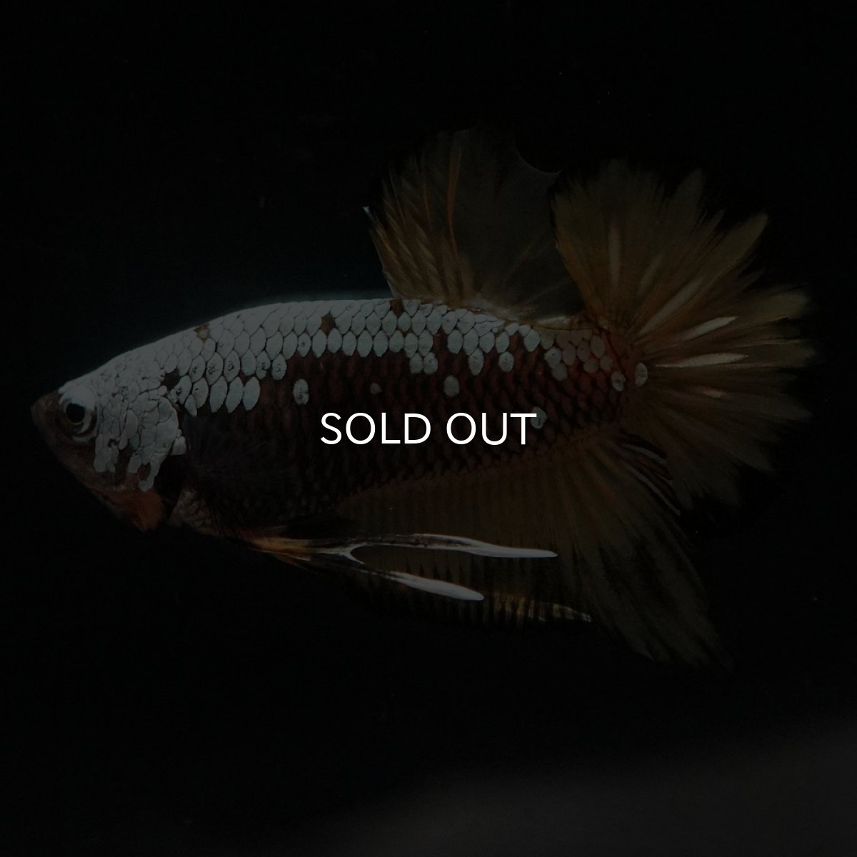 画像4: HMPK　イエローサムライ (4)