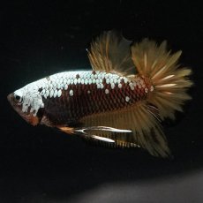 画像4: HMPK　イエローサムライ (4)