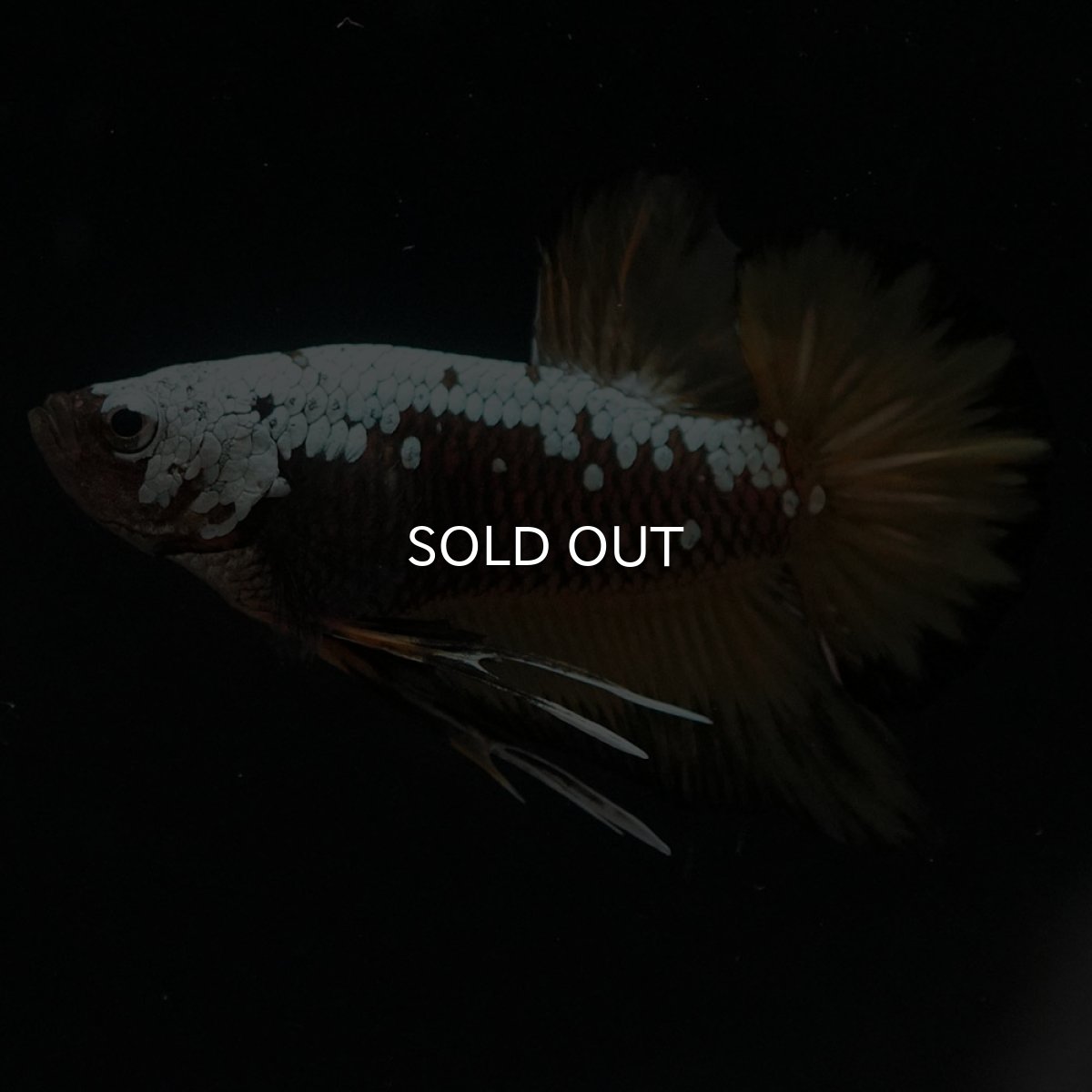 画像2: HMPK　イエローサムライ (2)