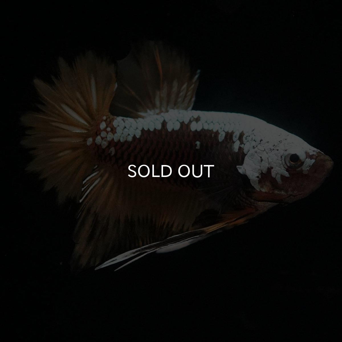 画像1: HMPK　イエローサムライ (1)