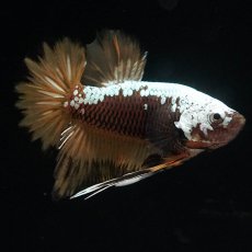 画像1: HMPK　イエローサムライ (1)