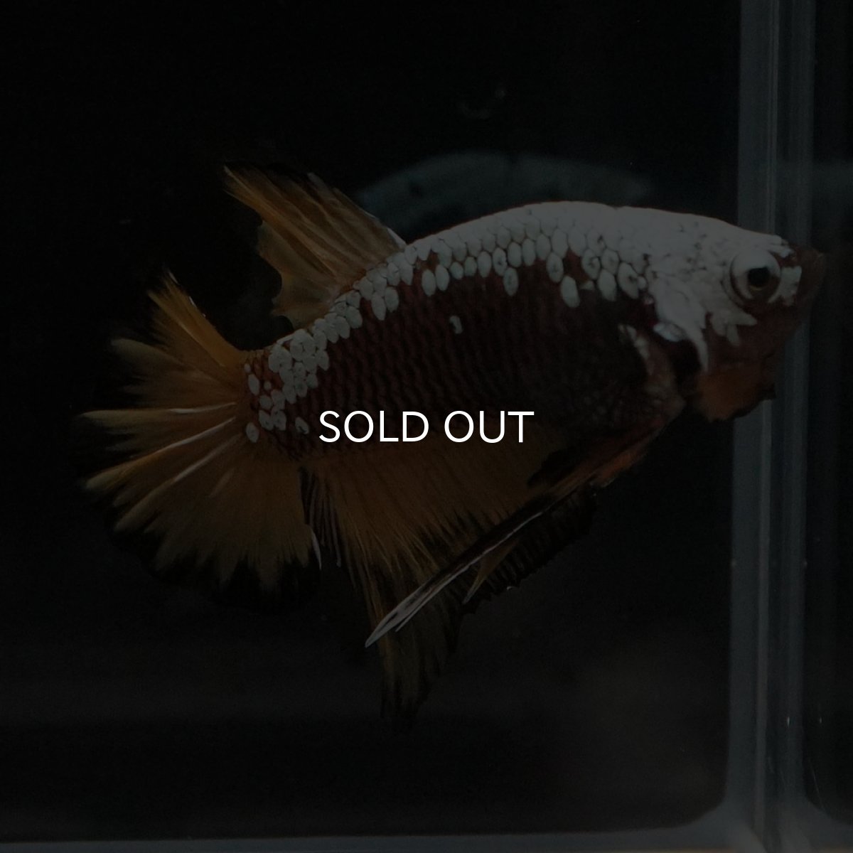 画像5: HMPK　イエローサムライ (5)