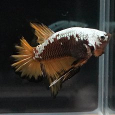 画像5: HMPK　イエローサムライ (5)