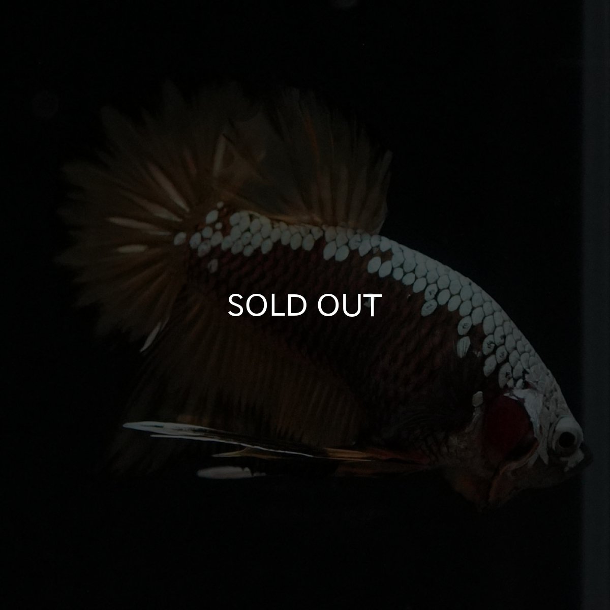 画像3: HMPK　イエローサムライ (3)