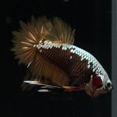 画像3: HMPK　イエローサムライ (3)