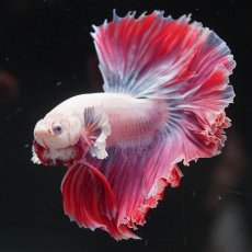 画像9: HM　ファンシー　ローズテール (9)