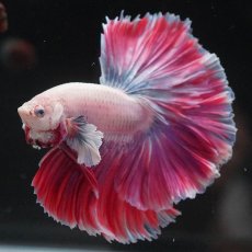 画像2: HM　ファンシー　ローズテール (2)