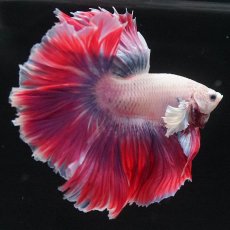 画像3: HM　ファンシー　ローズテール (3)