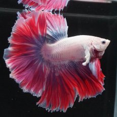 画像7: HM　ファンシー　ローズテール (7)