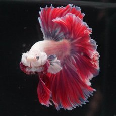 画像8: HM　ファンシー　ローズテール (8)