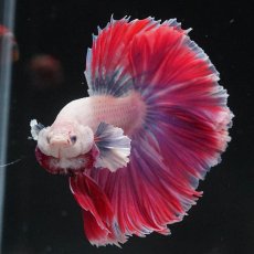 画像6: HM　ファンシー　ローズテール (6)