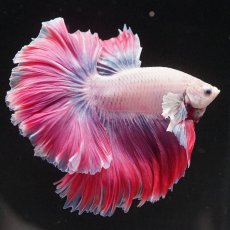 画像5: HM　ファンシー　ローズテール (5)