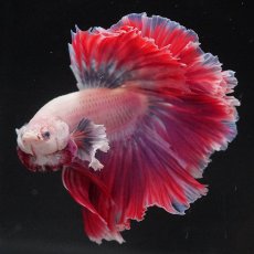 画像4: HM　ファンシー　ローズテール (4)