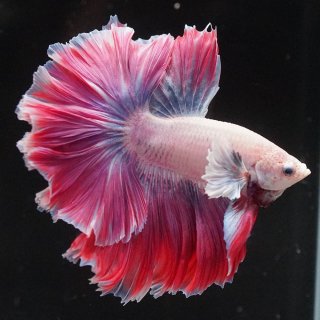 ダンボローズテール　ダンボプラチナホワイトローズテール　厳選　ベタ　♂タイ直輸入　HM【アクアショップスズ】A35