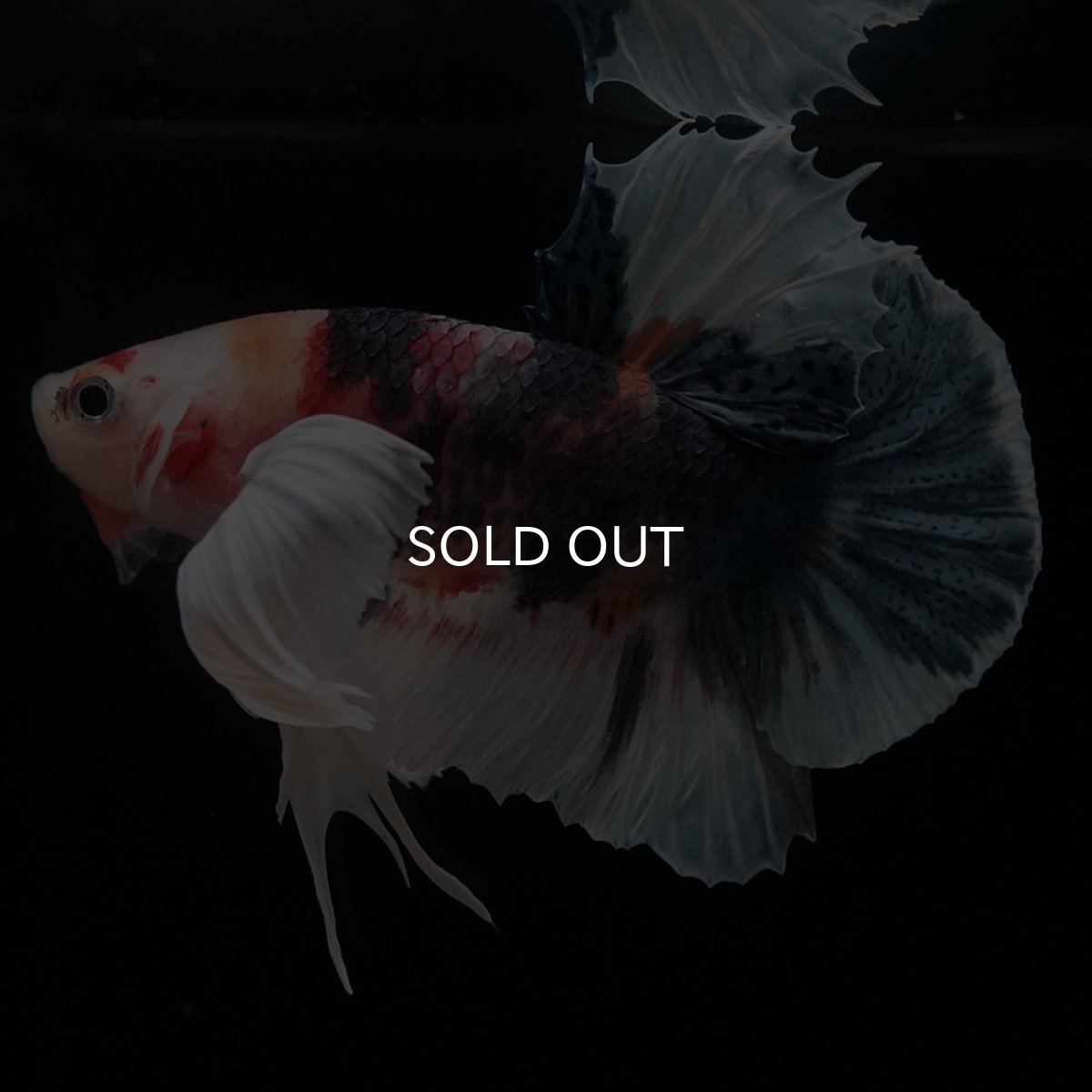 画像1: HMPKダンボ　キャンディ (1)