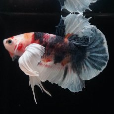 画像1: HMPKダンボ　キャンディ (1)