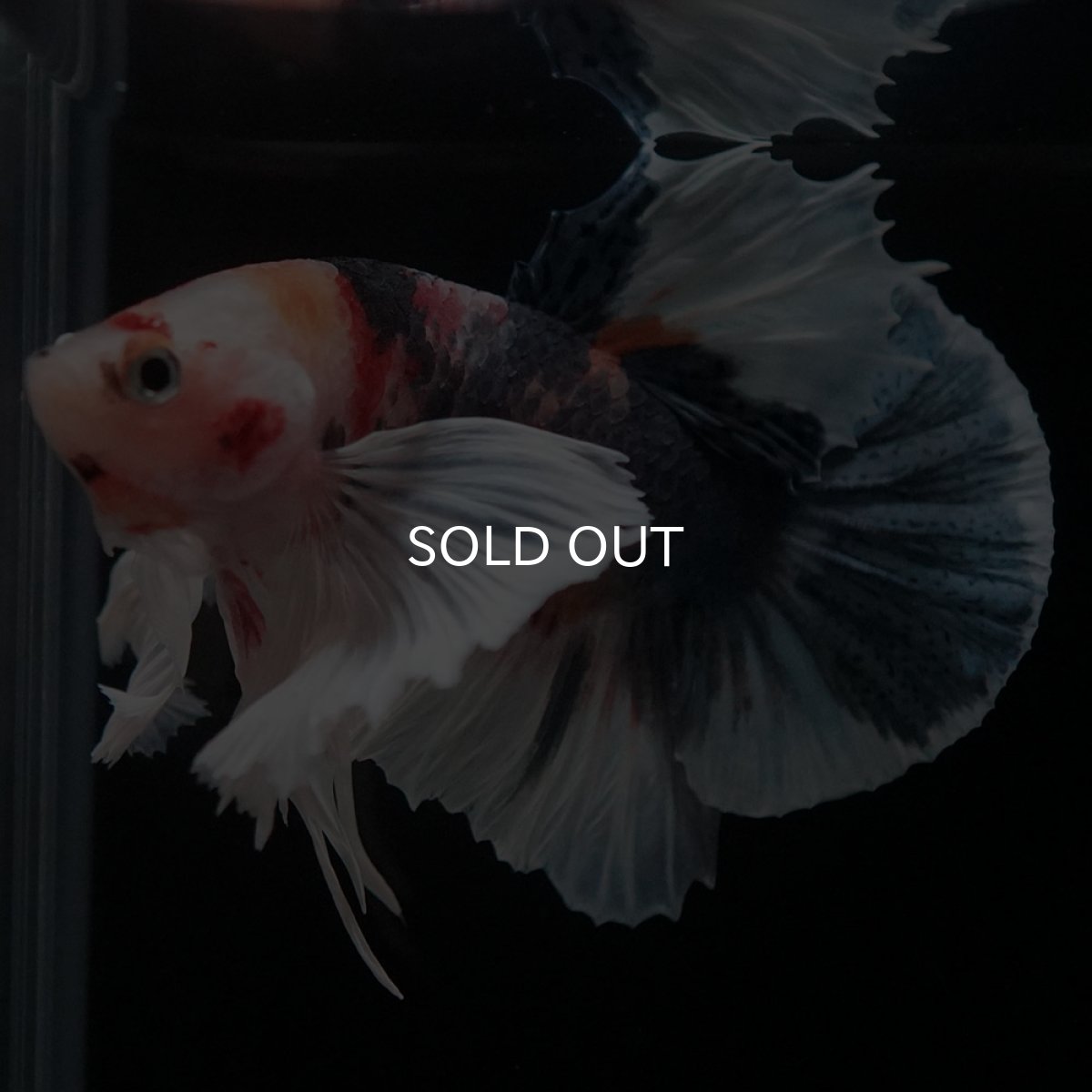 画像6: HMPKダンボ　キャンディ (6)