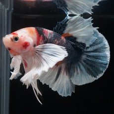 画像6: HMPKダンボ　キャンディ (6)