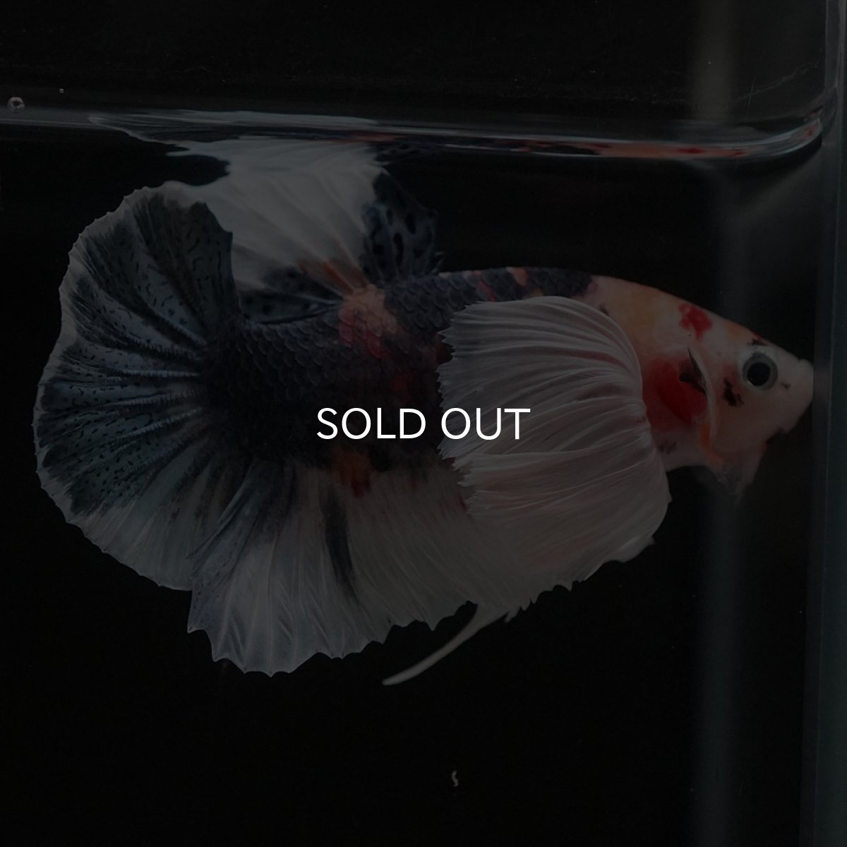 画像4: HMPKダンボ　キャンディ (4)