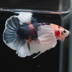 画像4: HMPKダンボ　キャンディ (4)